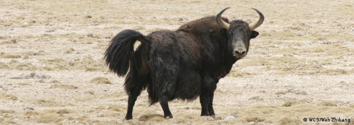 New hope for the Tibetan wild yak > WCS China